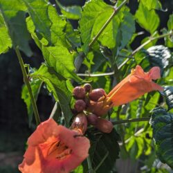 Fig. 19 Trumpet vine