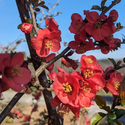 Fig. 2 Flowering Quince