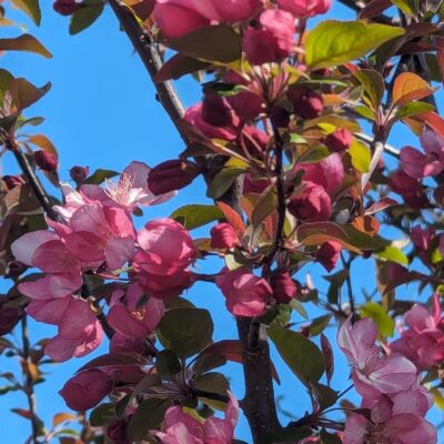 Fig. 3 crabapple in bloom