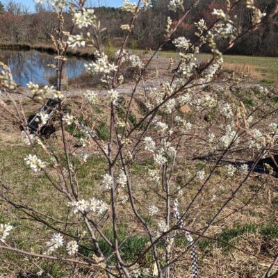 Fig. 4 Shad in bloom