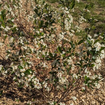 Fig. 4a Chokecherry