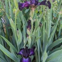 Fig. 7 German Iris