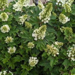 Fig. 8 Oakleaf hydrangea