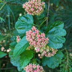 Fig. 9 Currant