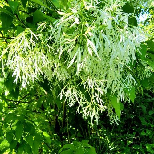 White fringe tree