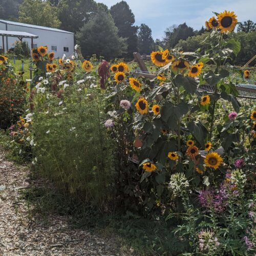 Trial flower bed in summer